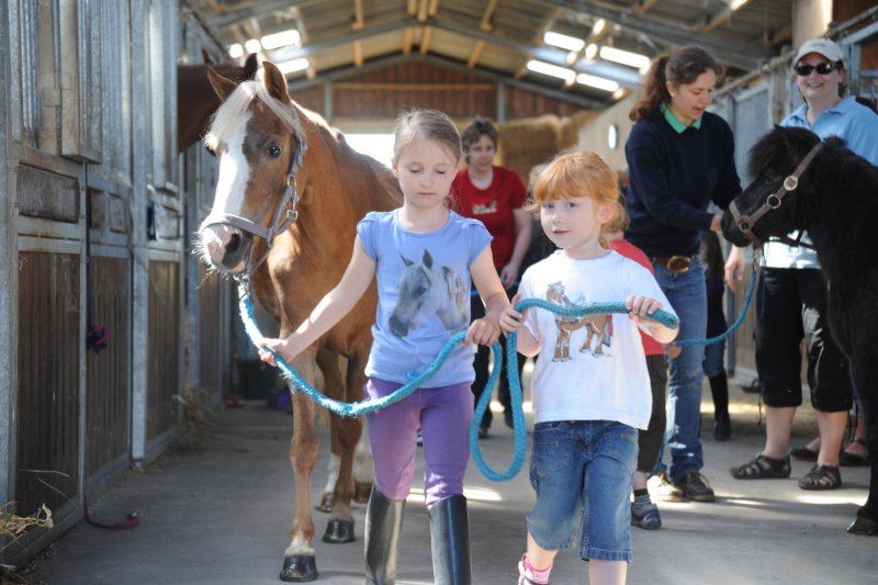 Reiten auf Fehmarn und Gastboxen auf dem Bauernhof Köhlbrandt Reiten auf Fehmarn und Gastboxen auf dem Bauernhof Köhlbrandt